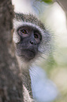 Vervet Monkey portrait