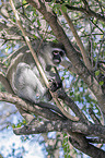 sitting Vervet Monkey