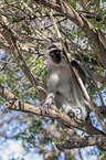 sitting Vervet Monkey