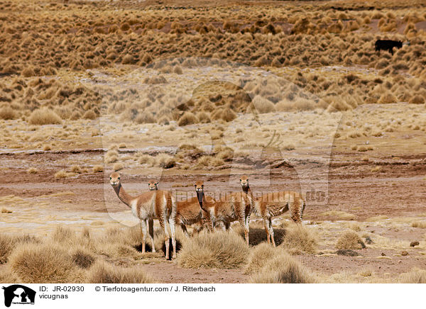 Vikunjas / vicugnas / JR-02930