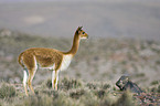 vicuna