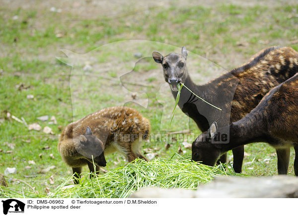 Prinz-Alfred-Hirsche / Philippine spotted deer / DMS-06962