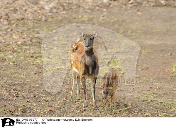 Philippine spotted deer / DMS-06977