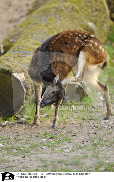 Prinz-Alfred-Hirsch / Philippine spotted deer / DMS-06993