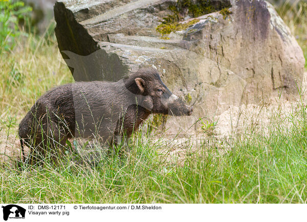 Visayan warty pig / DMS-12171