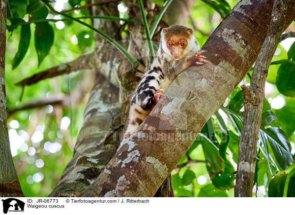 Waigeo-Tpfelkuskus / Waigeou cuscus / JR-06773