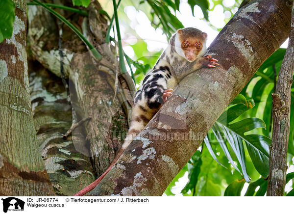 Waigeo-T�pfelkuskus / Waigeou cuscus / JR-06774