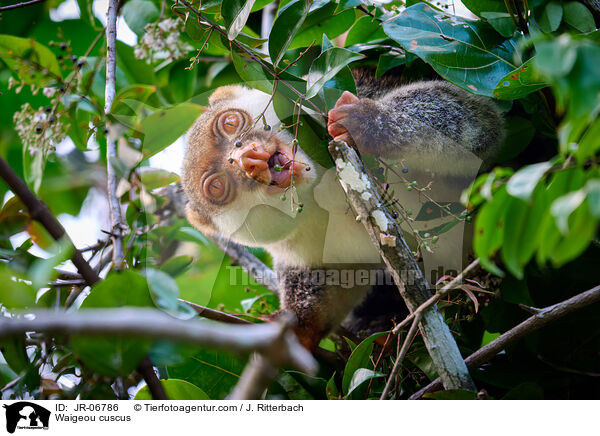 Waigeo-Tpfelkuskus / Waigeou cuscus / JR-06786