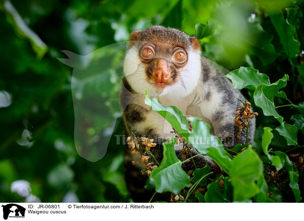 Waigeo-Tpfelkuskus / Waigeou cuscus / JR-06801