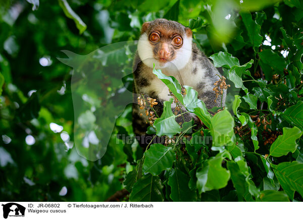 Waigeo-Tpfelkuskus / Waigeou cuscus / JR-06802