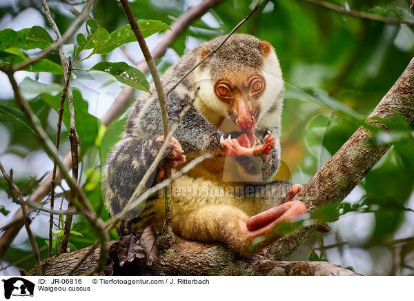 Waigeo-Tpfelkuskus / Waigeou cuscus / JR-06816