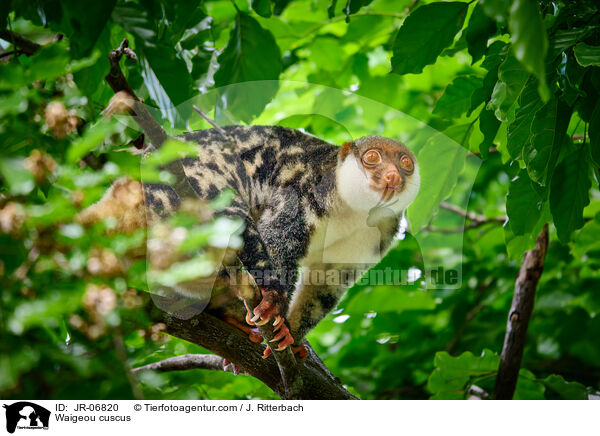 Waigeo-Tpfelkuskus / Waigeou cuscus / JR-06820