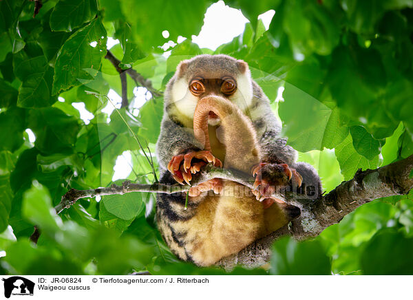 Waigeo-Tpfelkuskus / Waigeou cuscus / JR-06824