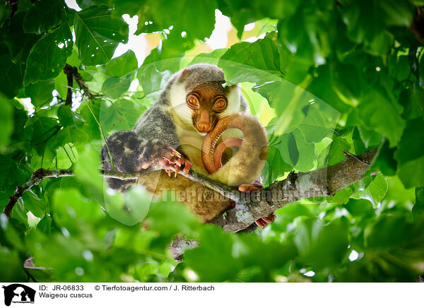 Waigeo-Tpfelkuskus / Waigeou cuscus / JR-06833