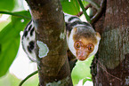 Waigeou cuscus
