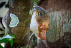 Waigeou cuscus