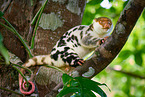 Waigeou cuscus