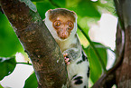 Waigeou cuscus