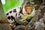 Waigeou cuscus