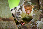 Waigeou cuscus