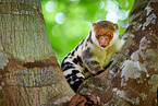 Waigeou cuscus