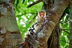 Waigeou cuscus