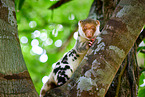 Waigeou cuscus