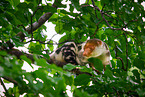 Waigeou cuscus