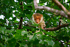 Waigeou cuscus