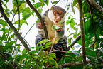 Waigeou cuscus