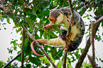 Waigeou cuscus