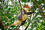 Waigeou cuscus