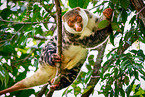 Waigeou cuscus