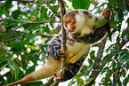 Waigeou cuscus