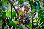Waigeou cuscus