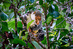 Waigeou cuscus
