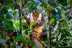 Waigeou cuscus