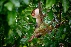 Waigeou cuscus