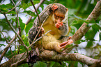 Waigeou cuscus