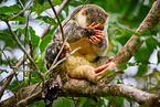 Waigeou cuscus