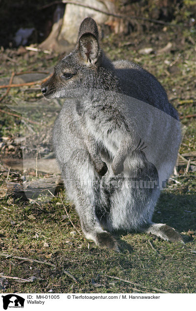 Wallaby / MH-01005