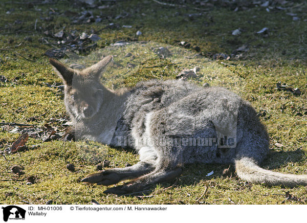 Wallaby / MH-01006