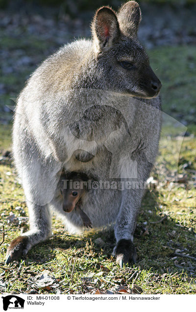 Wallaby / MH-01008