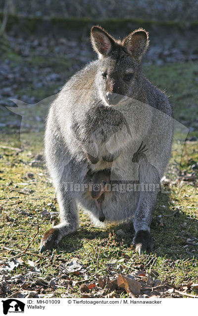 Wallaby / Wallaby / MH-01009