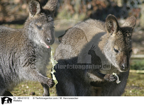 Wallaby / MH-01012