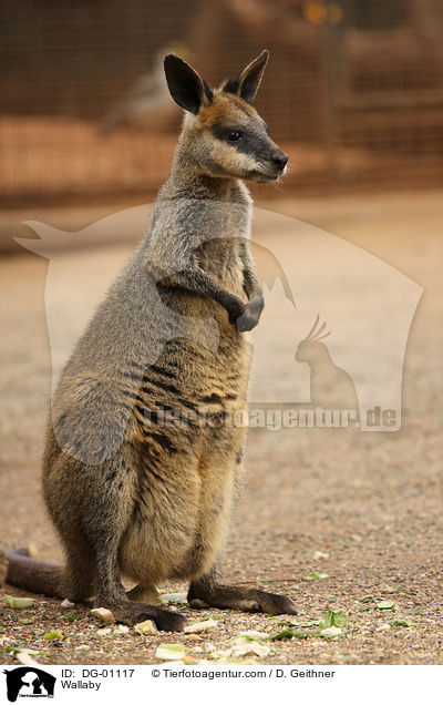 Wallaby / DG-01117