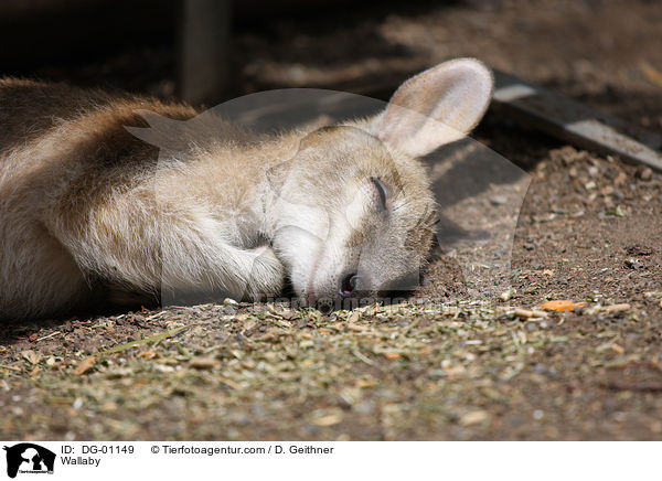 Wallaby / Wallaby / DG-01149