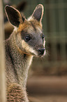 Wallaby