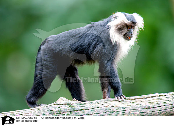 liontail macaque / MAZ-05068
