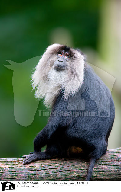 Bartaffe / liontail macaque / MAZ-05069